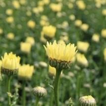 Leucanthemum 'Broadway Lights' | Daisy - Image 3