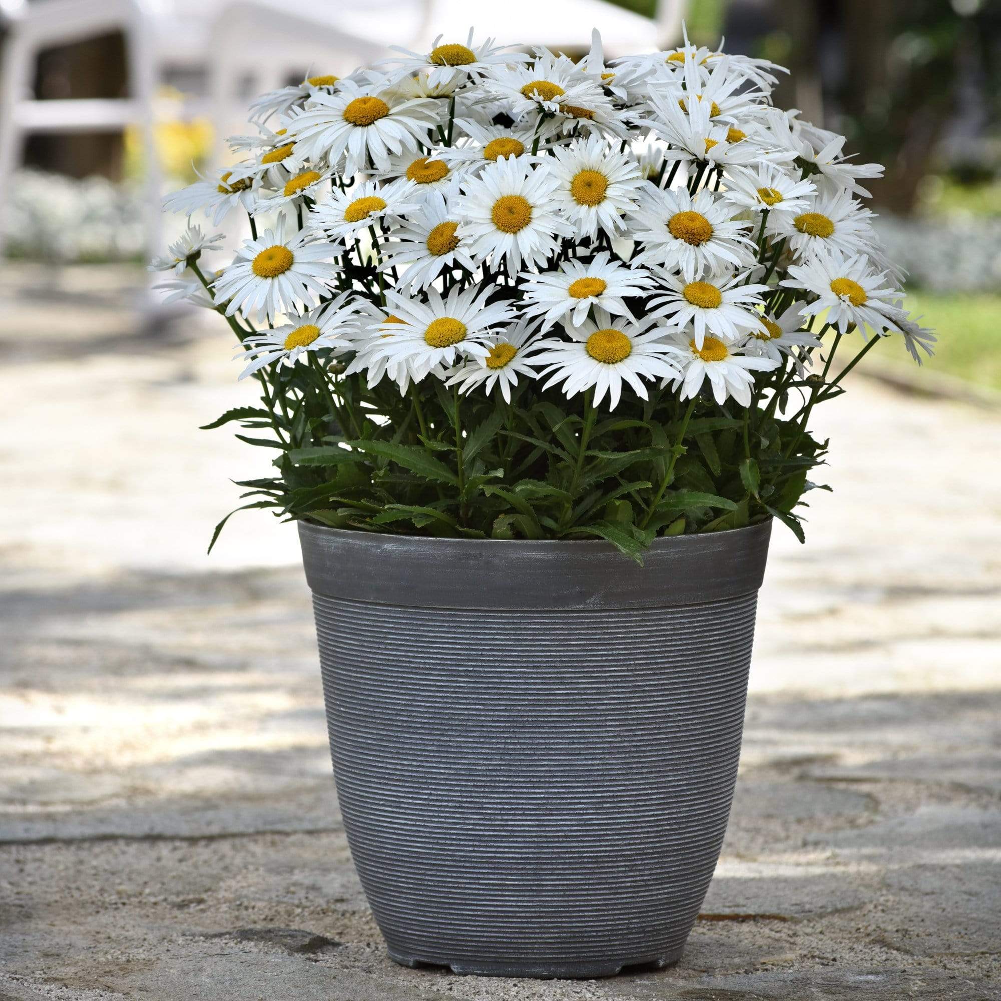 Leucanthemum 'Madonna' | Shasta Daisy
