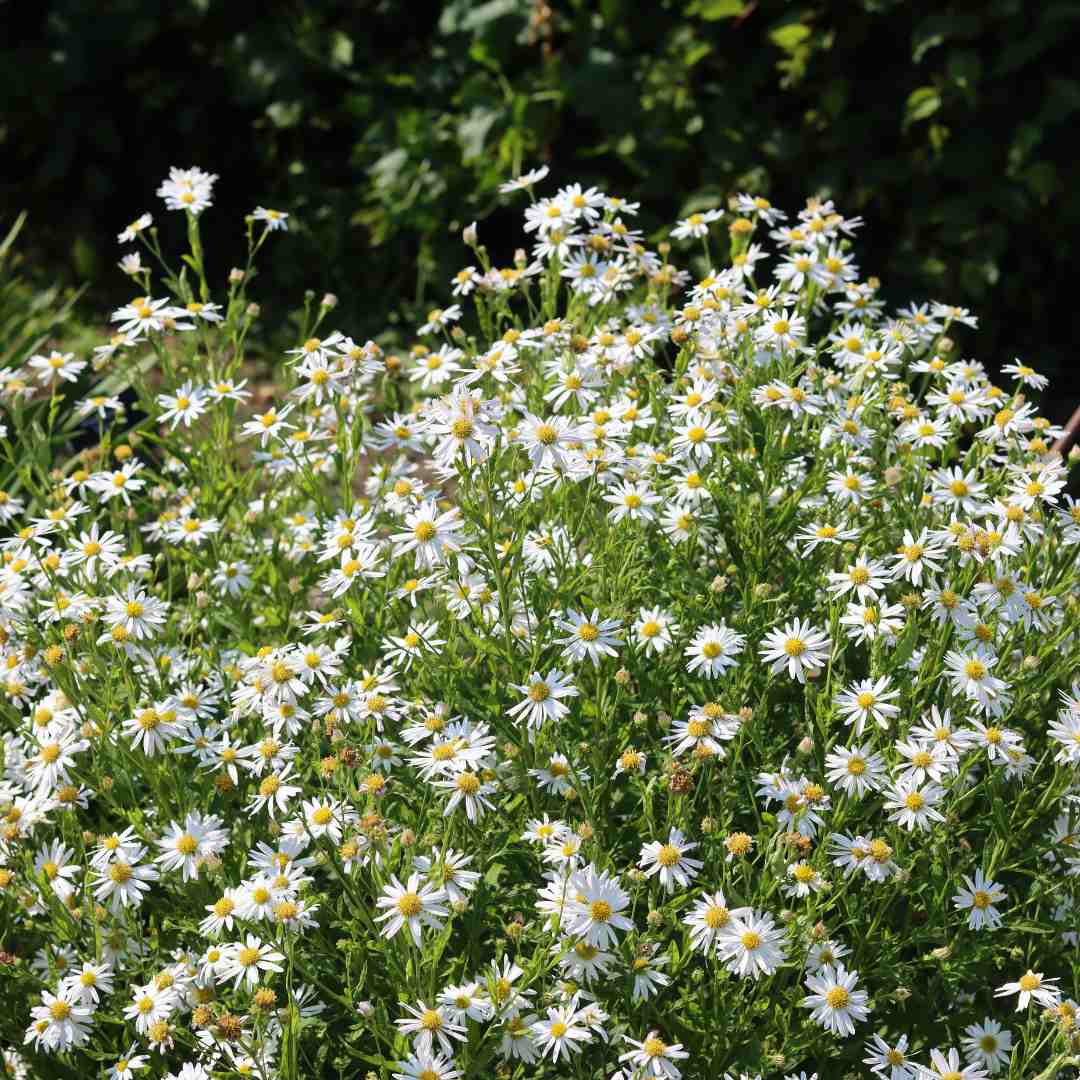 Leucanthemum 'Madonna' | Shasta Daisy - Image 5