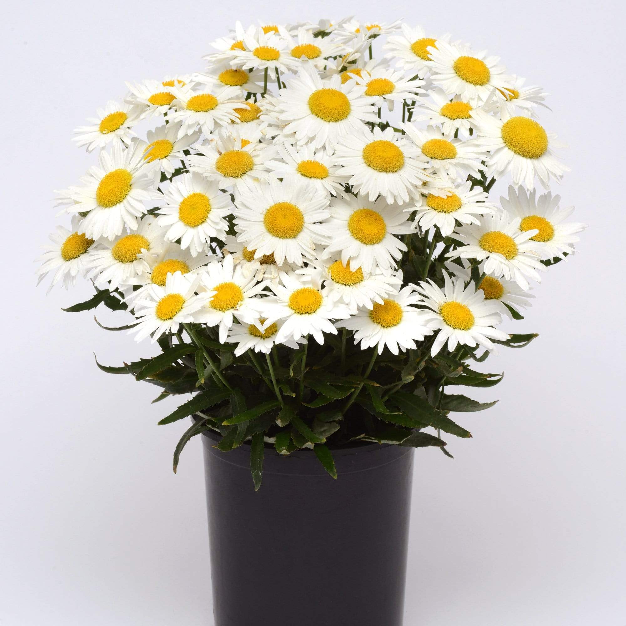 Leucanthemum 'Madonna' | Shasta Daisy - Image 7
