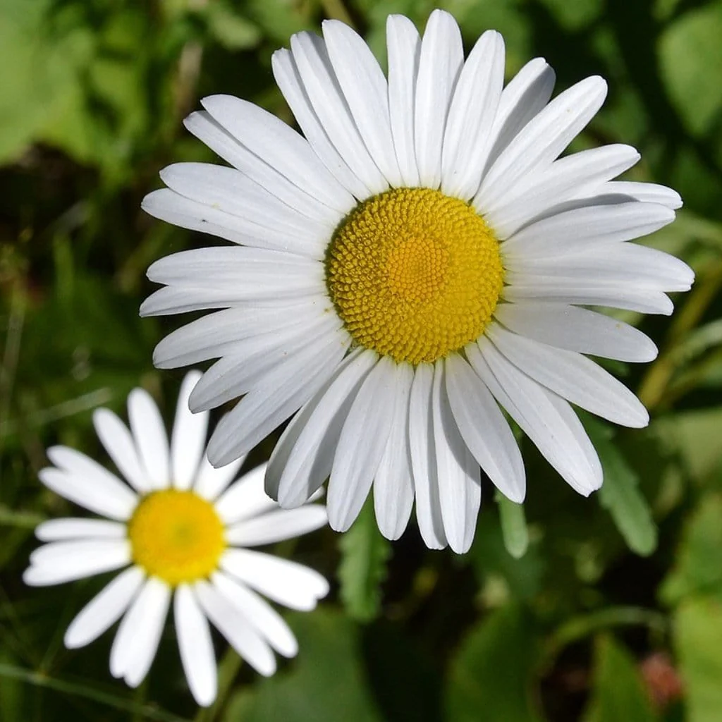 Leucanthemum 'Western Star Taurus' | Daisy