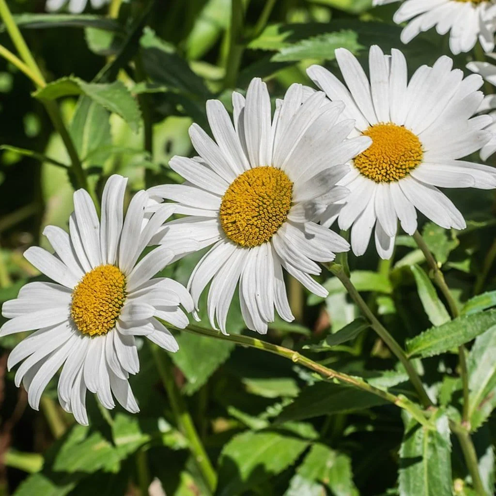 Leucanthemum 'Western Star Taurus' | Daisy - Image 2