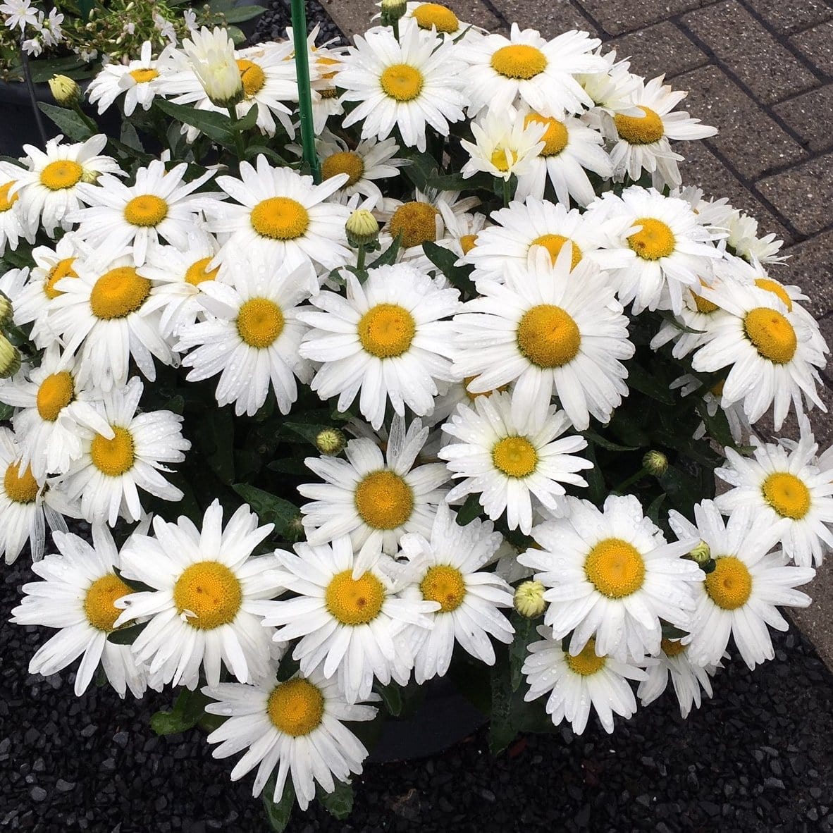 Leucanthemum 'Western Star Taurus' | Daisy - Image 3