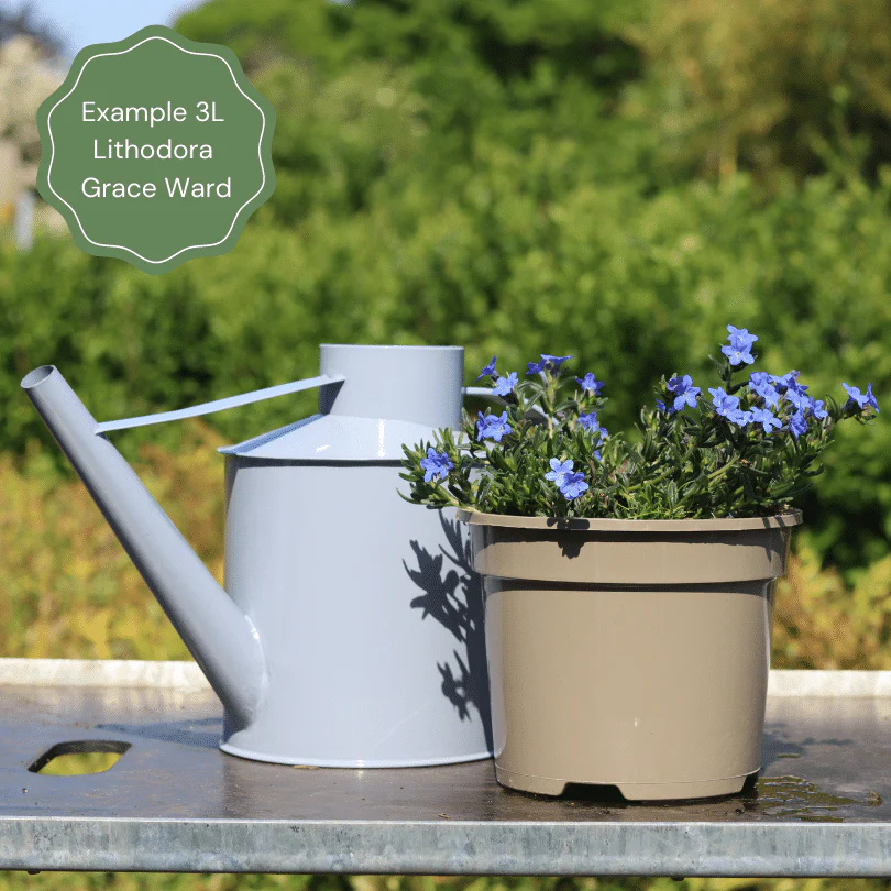 Lithodora 'Grace Ward' - Image 2