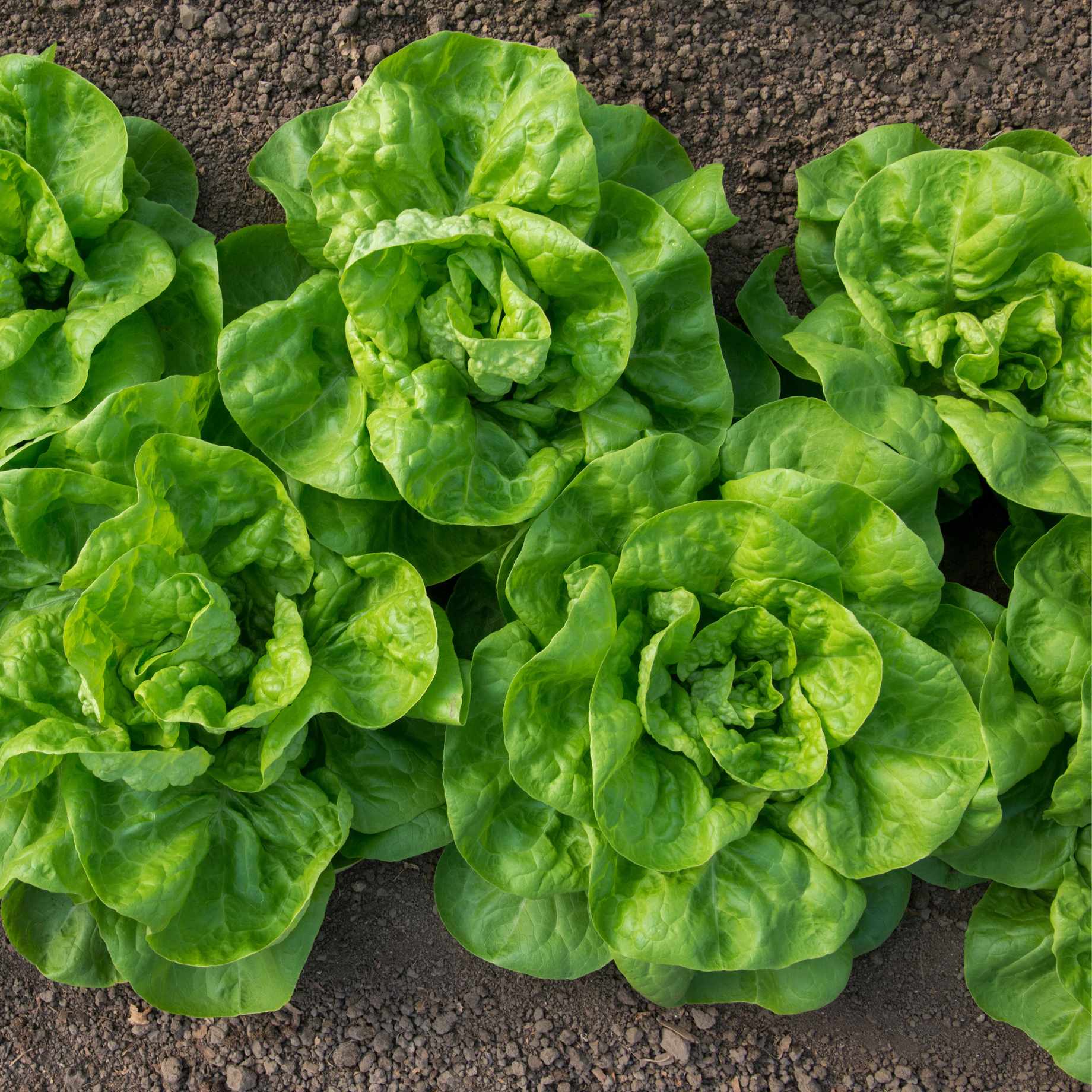 'Little Gem' Lettuce Plants - Image 3