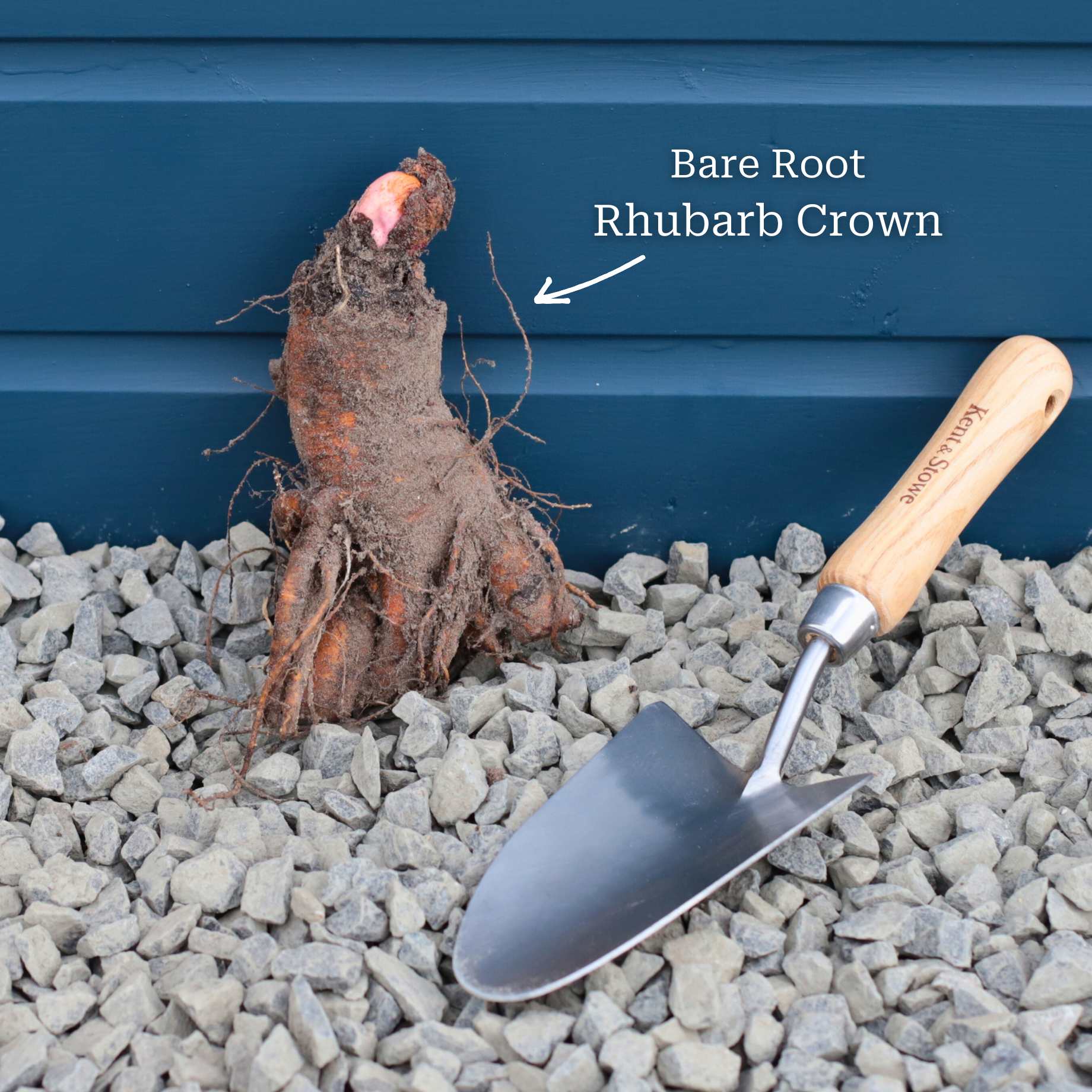 'Livingstone' Rhubarb Plant - Image 4