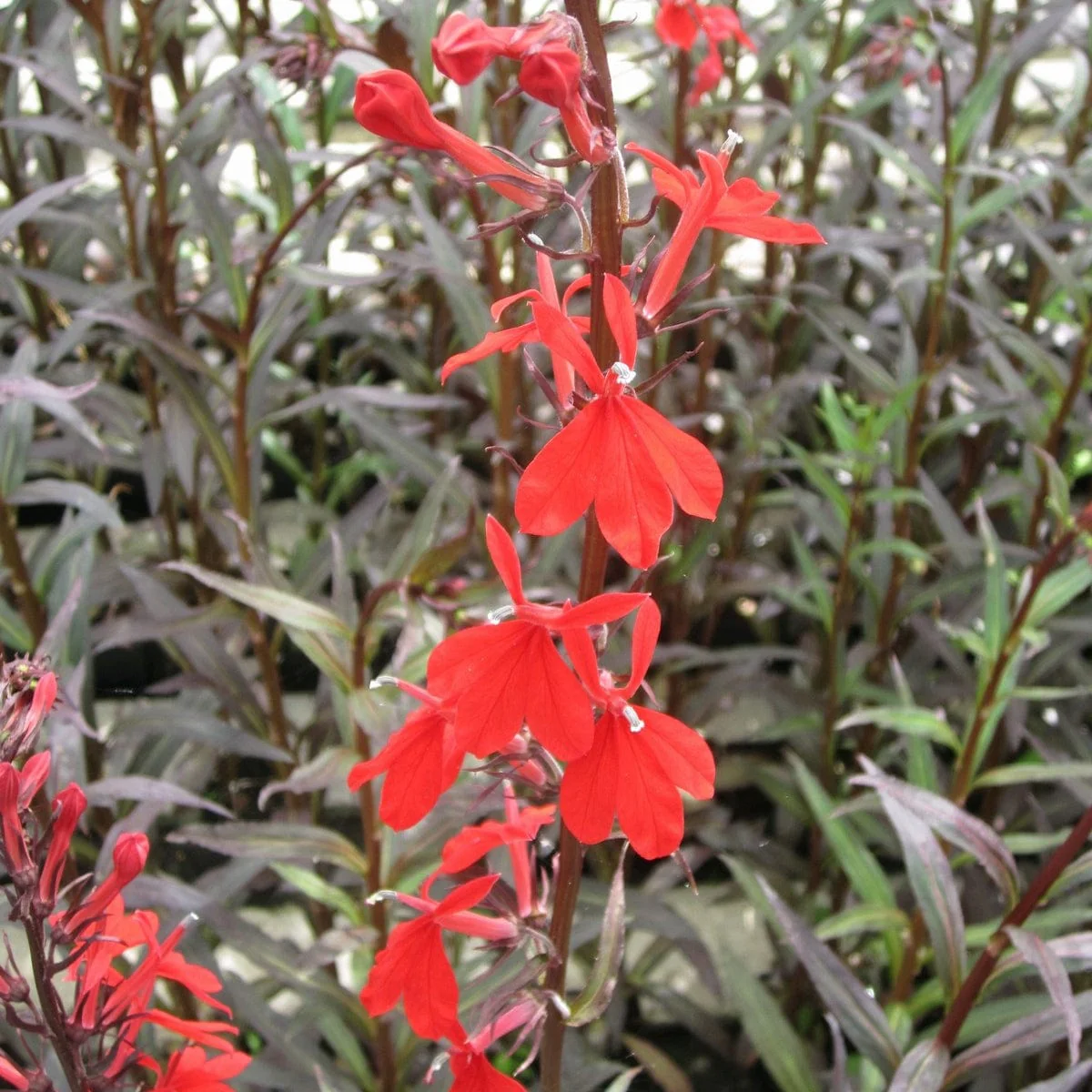 Lobelia fulgens 'Queen Victoria' - Image 2