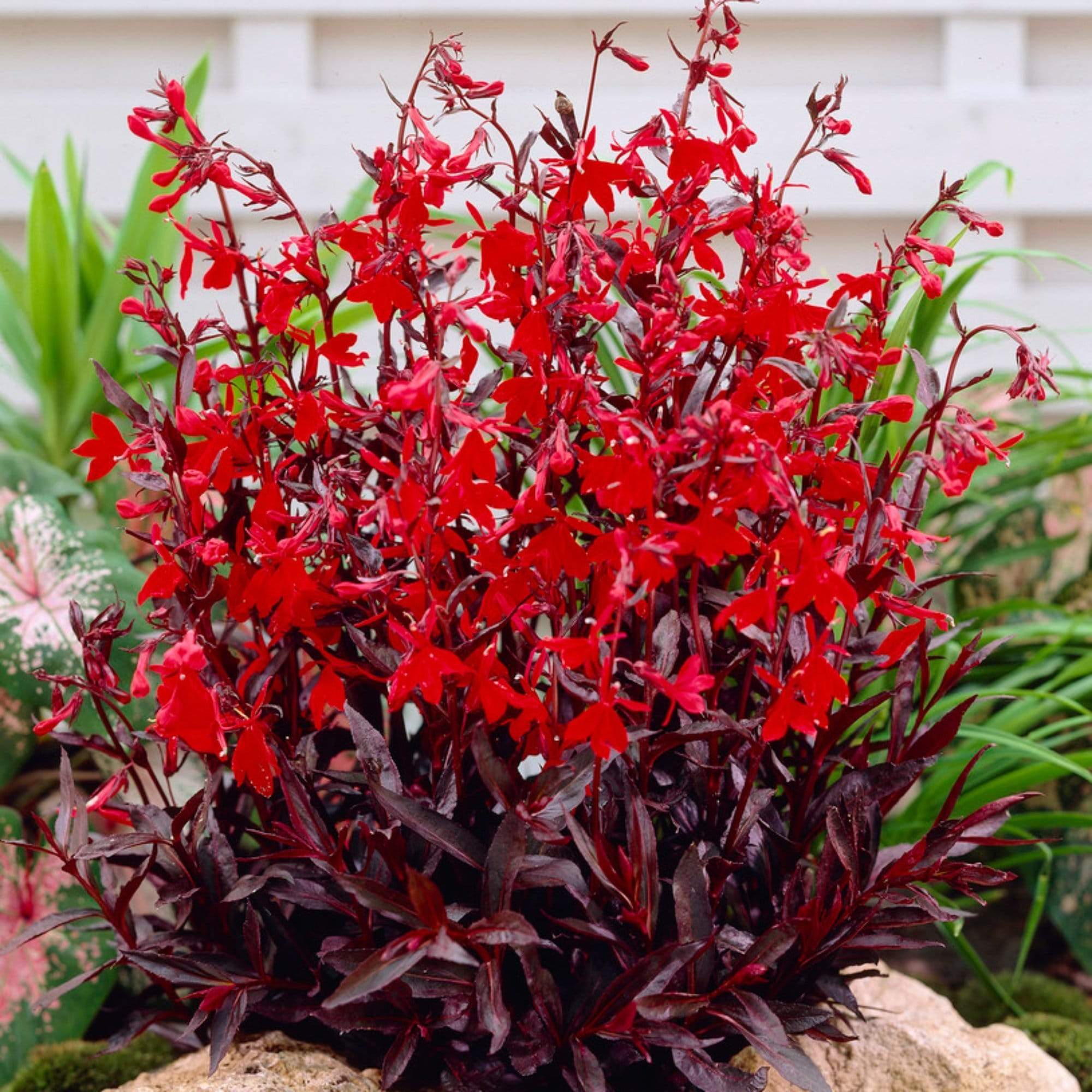 Lobelia 'Queen Victoria' - Image 3