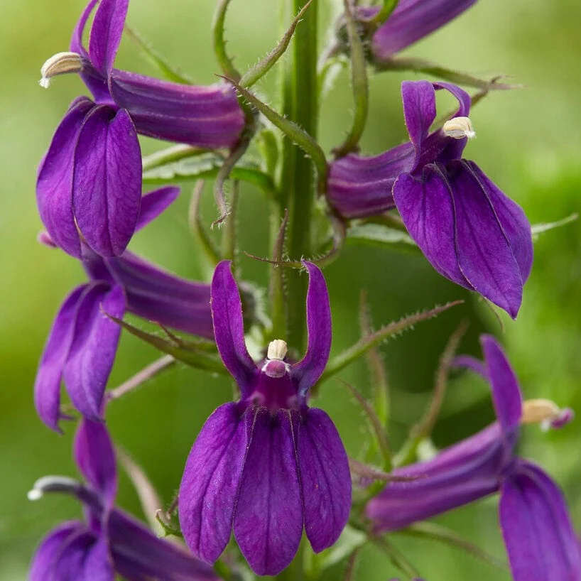 Lobelia 'Starship Blue'