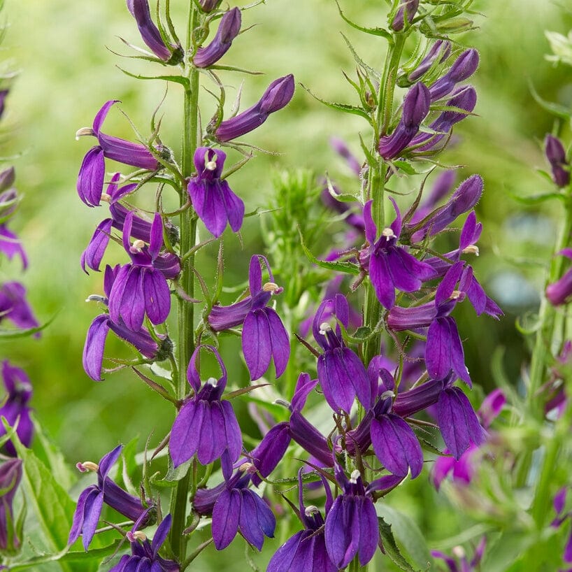 Lobelia 'Starship Blue' - Image 2