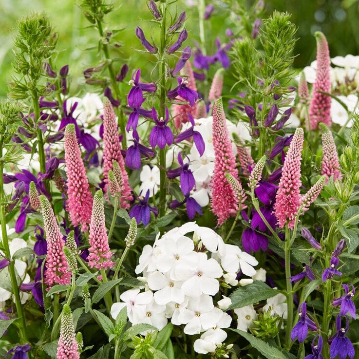 Lobelia 'Starship Blue' - Image 3