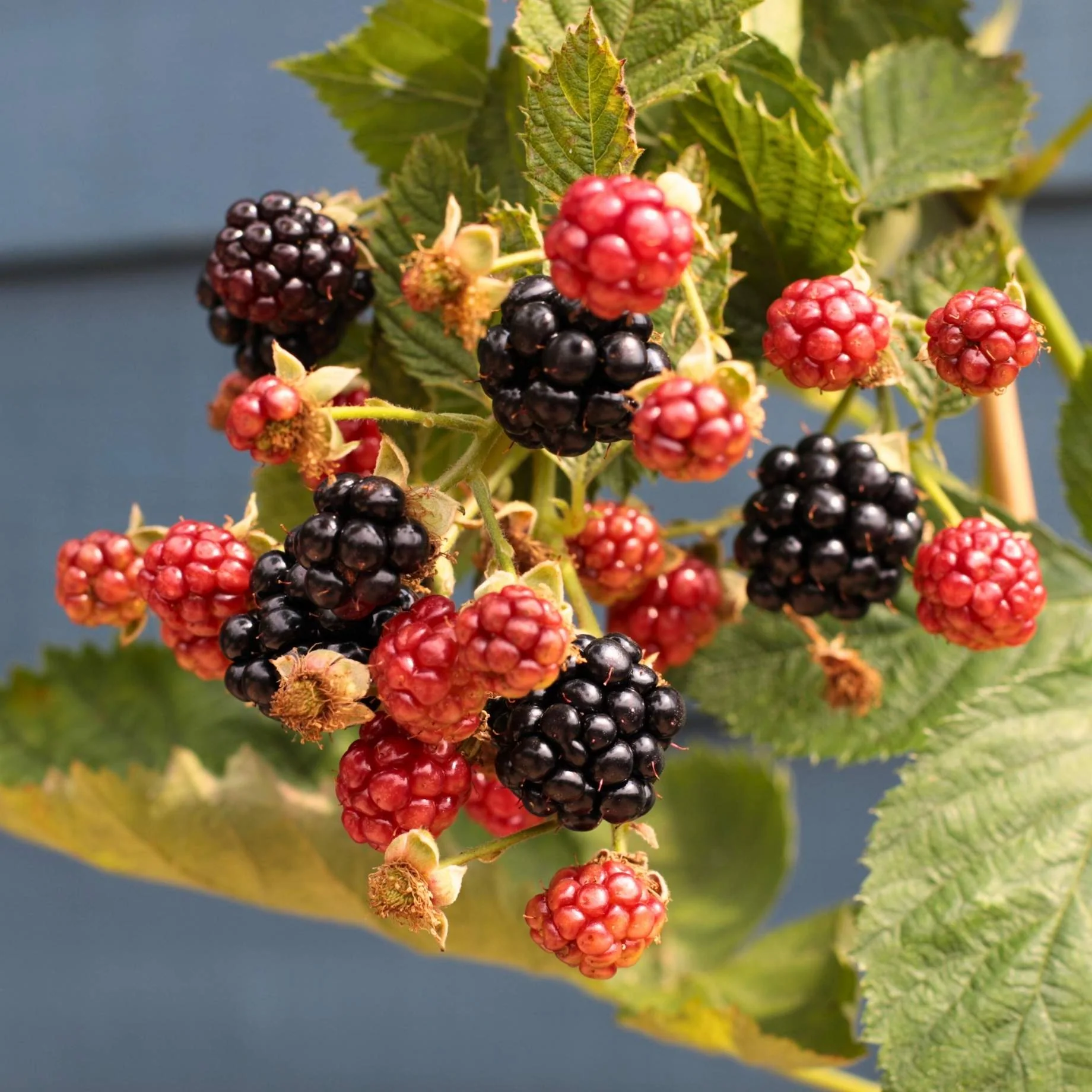 'Loch Ness' Blackberry Plant