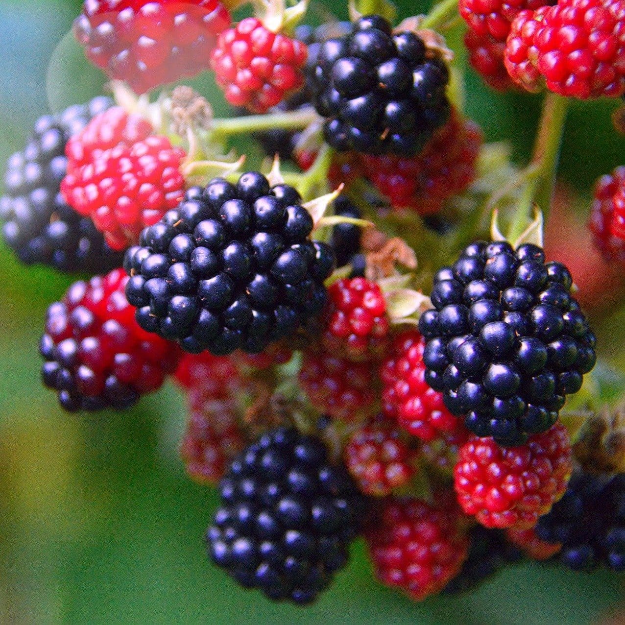 'Loch Ness' Blackberry Plant - Image 2