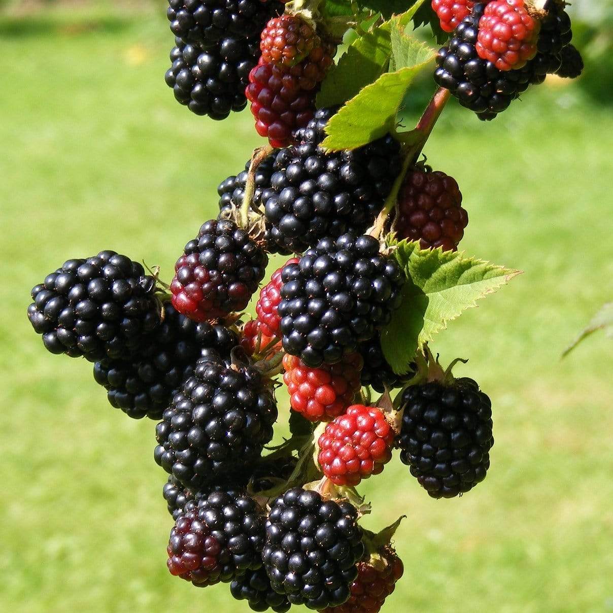 'Loch Ness' Blackberry Plant - Image 4
