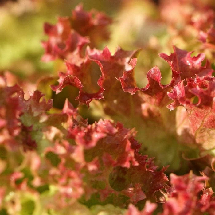 'Lollo Rossa' Lettuce Plants - Image 3
