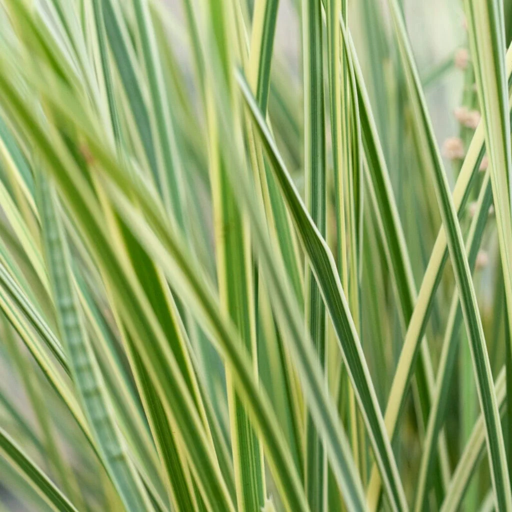 Lomandra longifolia 'White Sands'