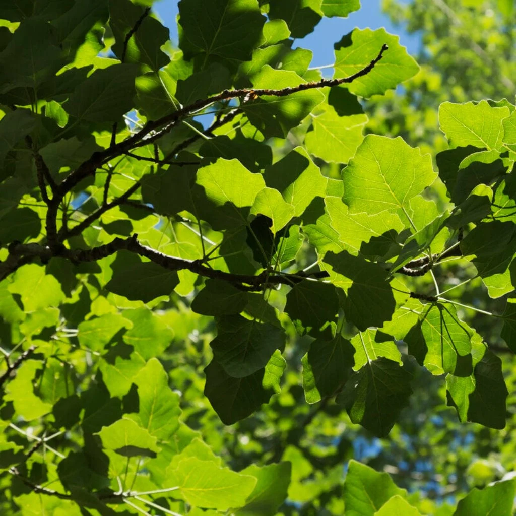 Lombardy Poplar Hedging | Populus nigra 'Italica'