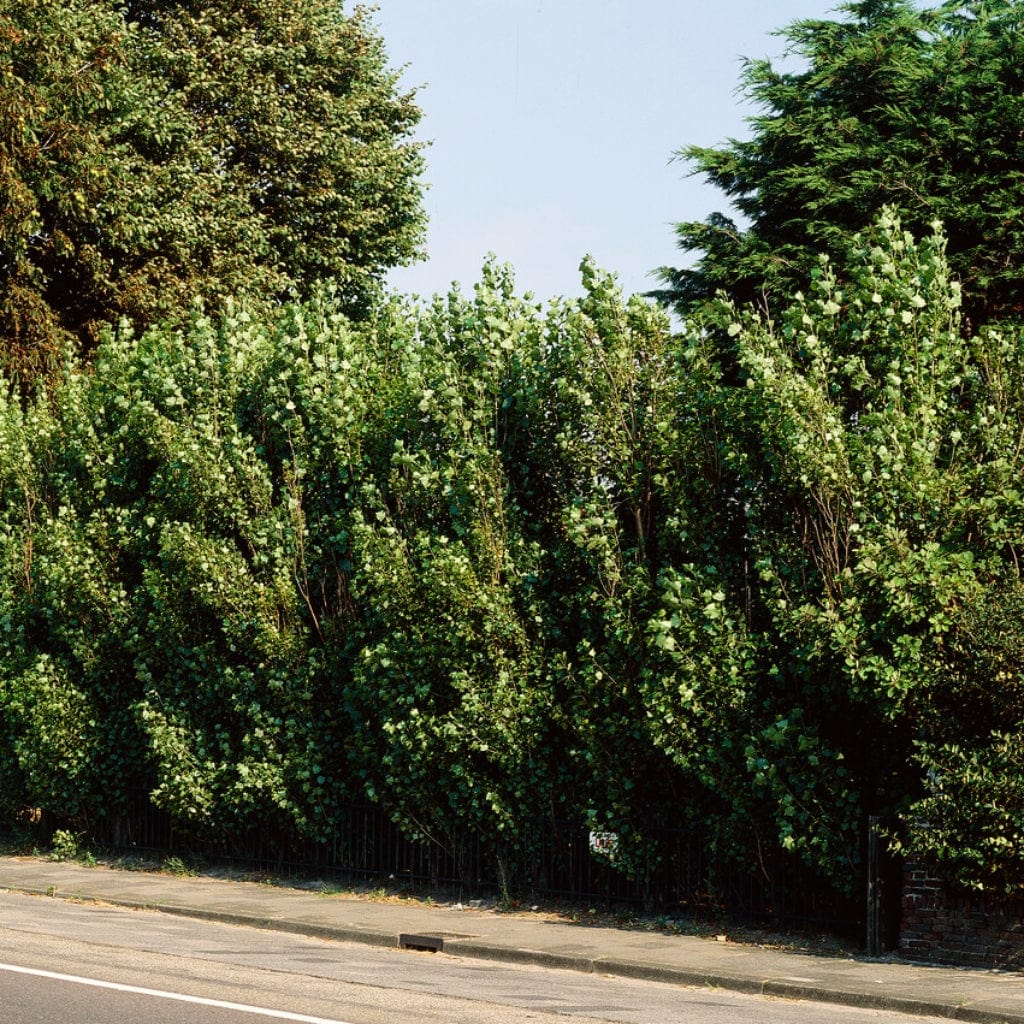 Lombardy Poplar Hedging | Populus nigra 'Italica' - Image 2