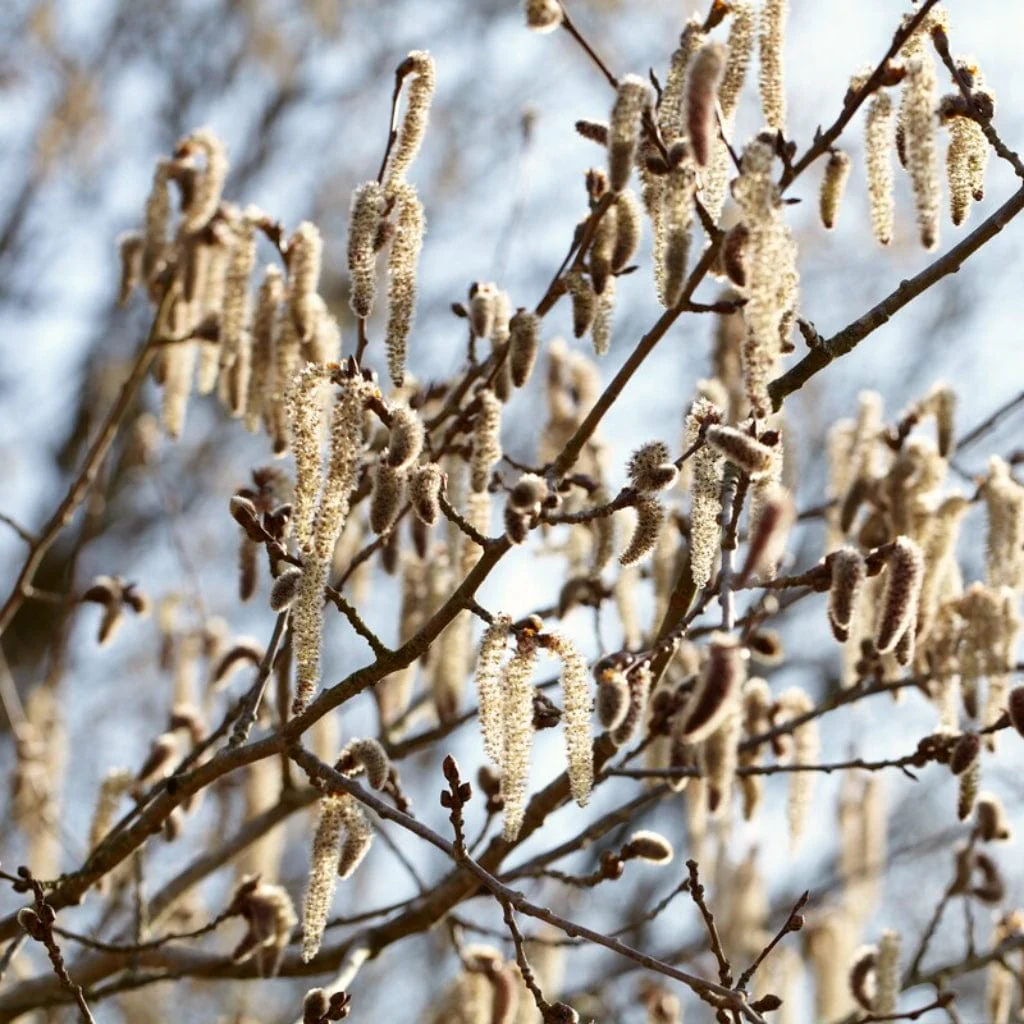 Lombardy Poplar Hedging | Populus nigra 'Italica' - Image 3