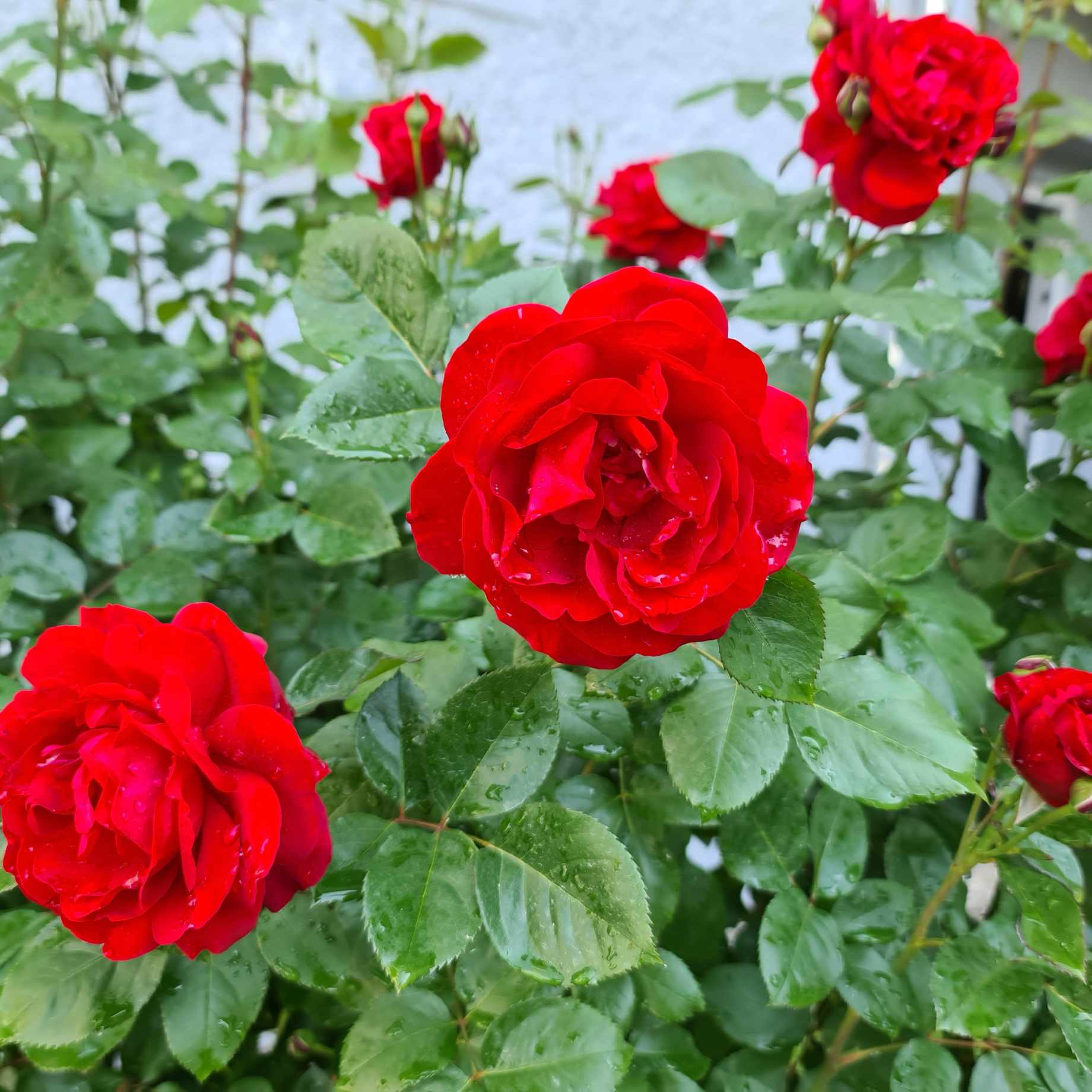 'Look Good Feel Better™' Nostalgia Shrub Rose