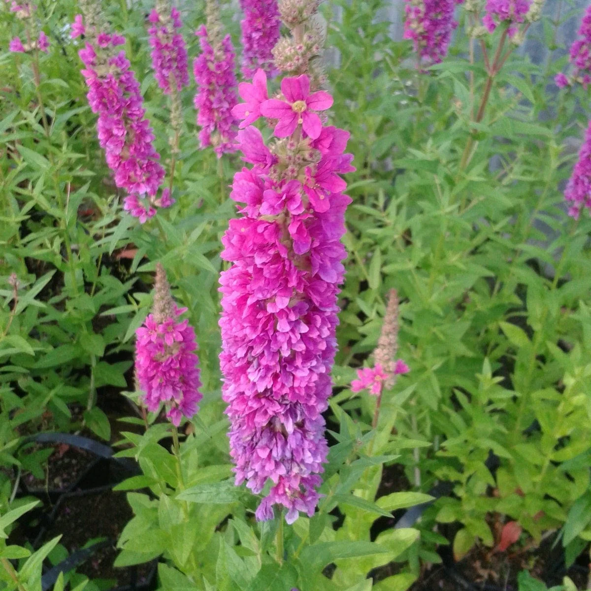 Loosestrife | Lythrum salicaria 'Robert'