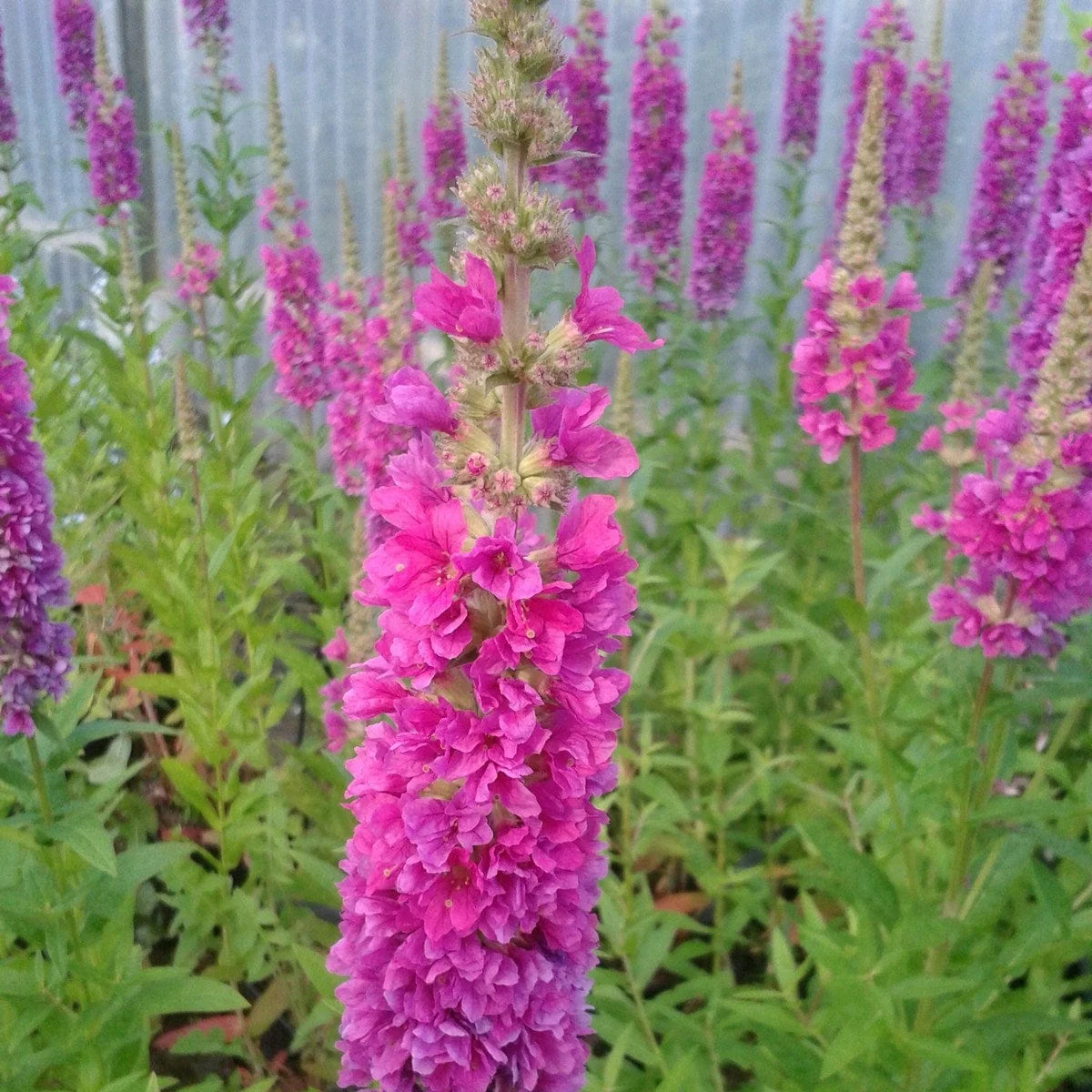 Loosestrife | Lythrum salicaria 'Robert' - Image 2