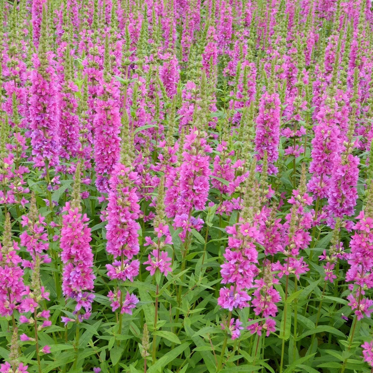 Loosestrife | Lythrum salicaria 'Robert' - Image 3