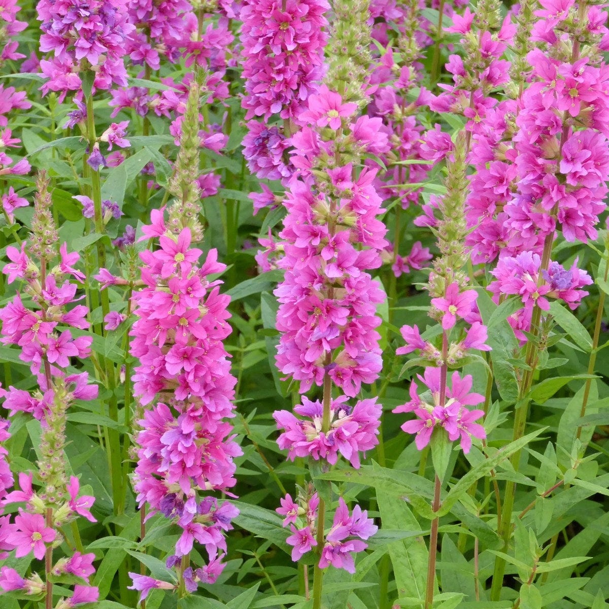 Loosestrife | Lythrum salicaria 'Robert' - Image 4