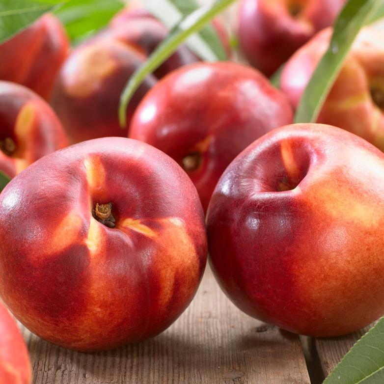 'Lord Napier' Nectarine Tree - Image 6