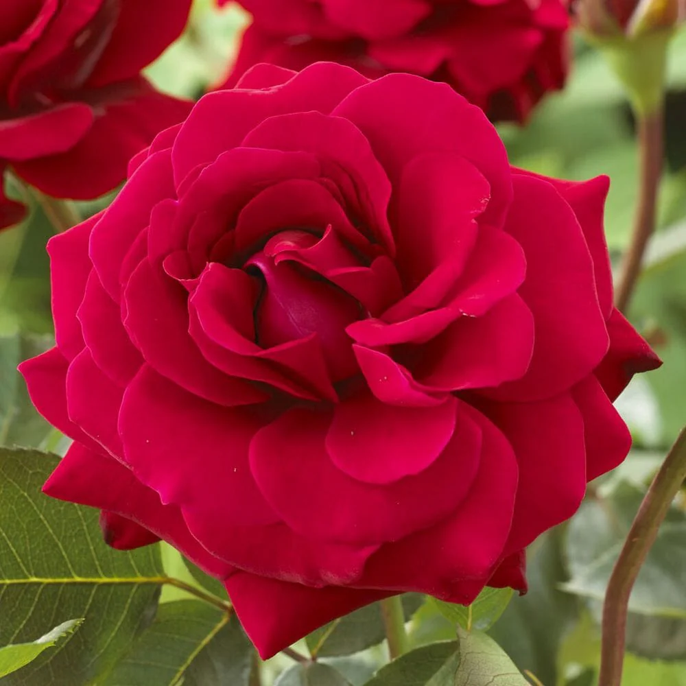 'Lucky Stars' Patio Shrub Rose