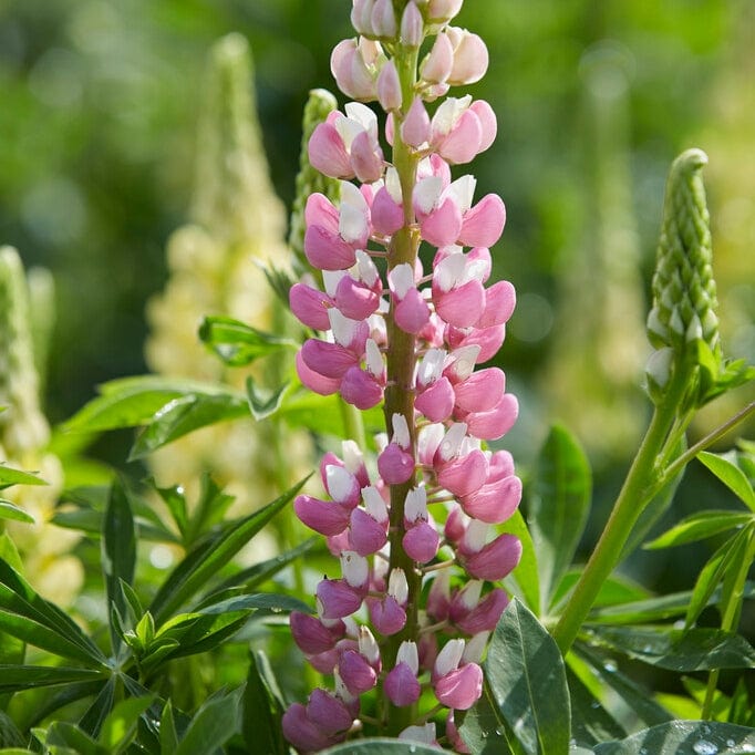 Lupin 'Legendary Rose Shades' - Image 2