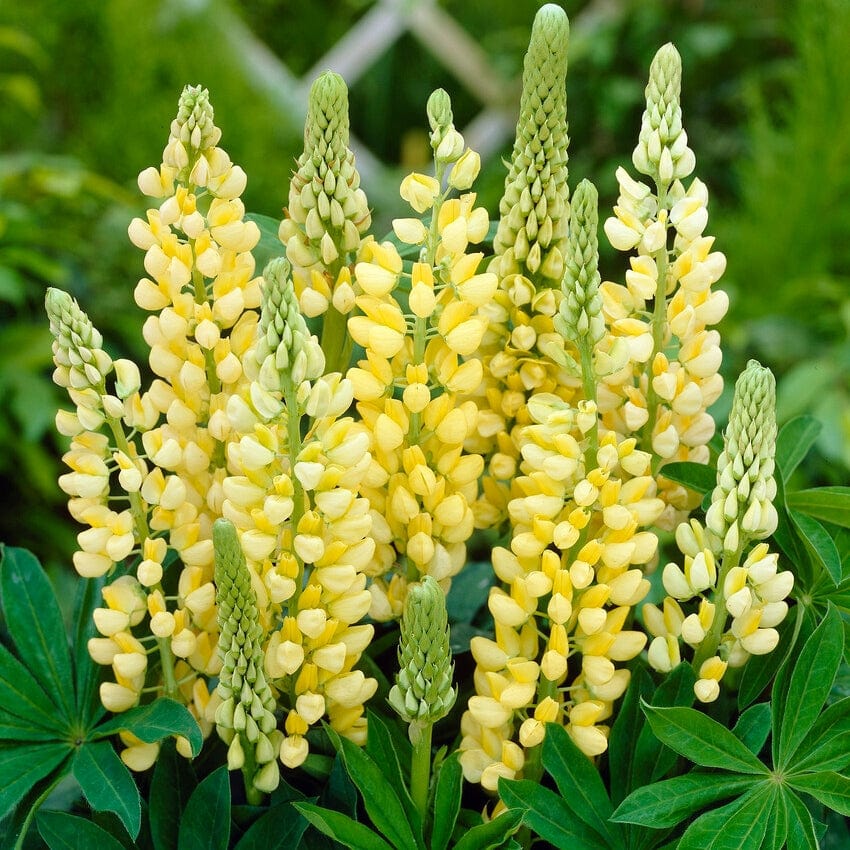 Lupin 'Legendary Yellow Shades'