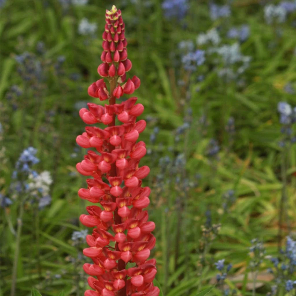 Lupin West Country 'Beefeater'