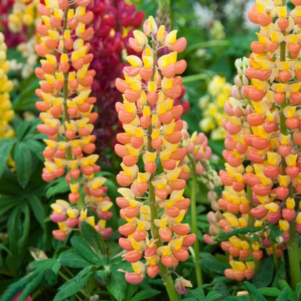 Lupin West Country 'Gladiator'