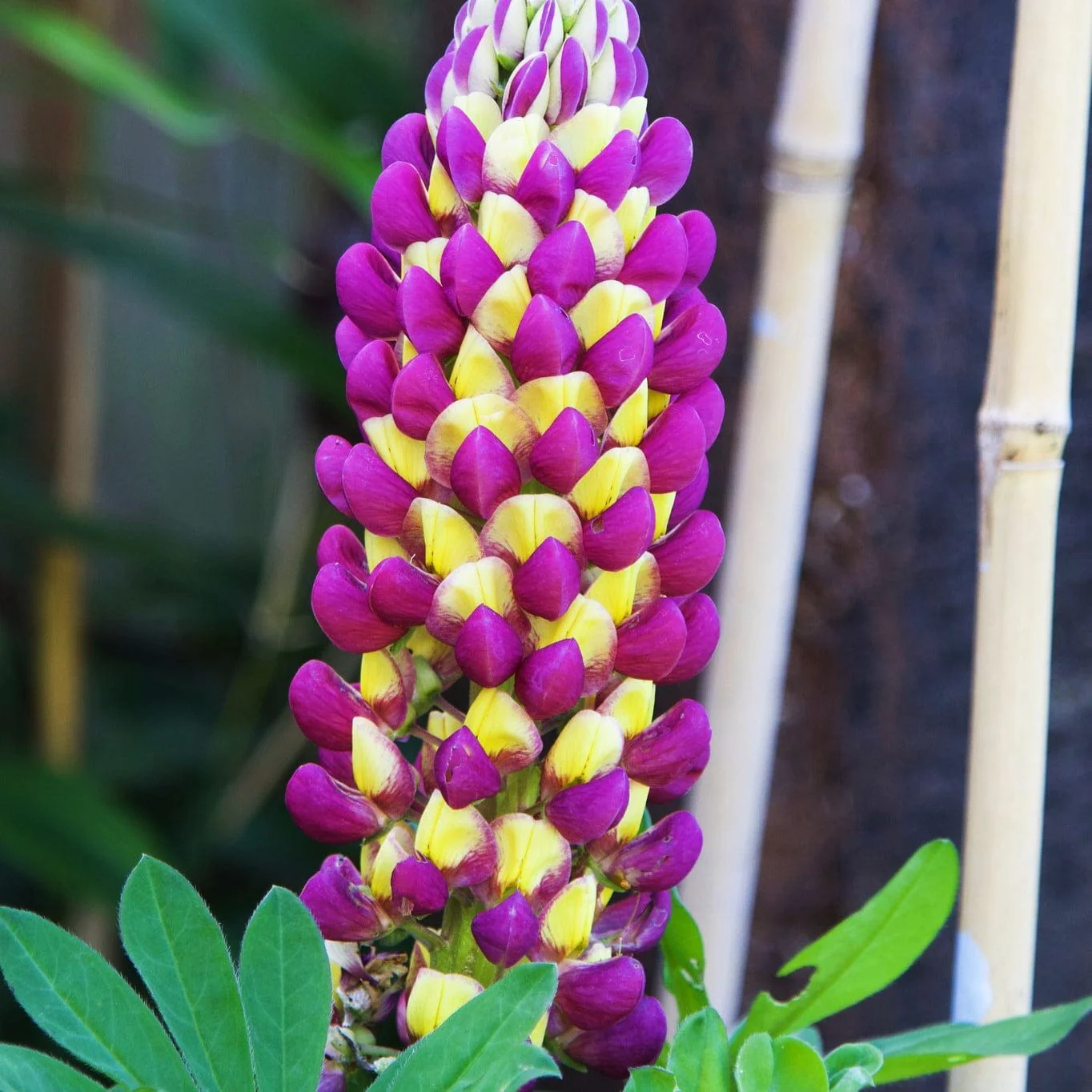 Lupin West Country 'Manhattan Lights'