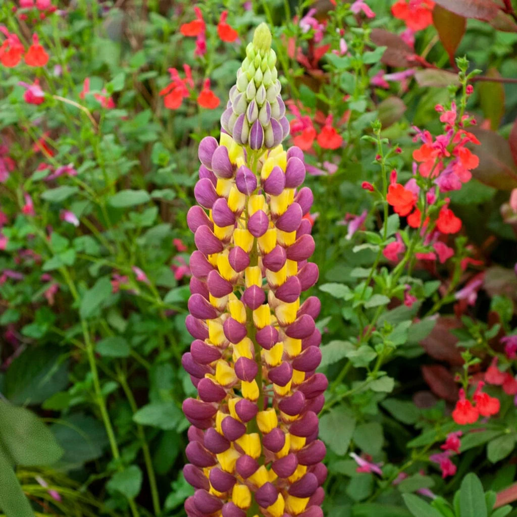 Lupin West Country 'Manhattan Lights' - Image 2