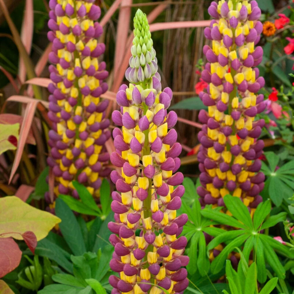 Lupin West Country 'Manhattan Lights' - Image 3