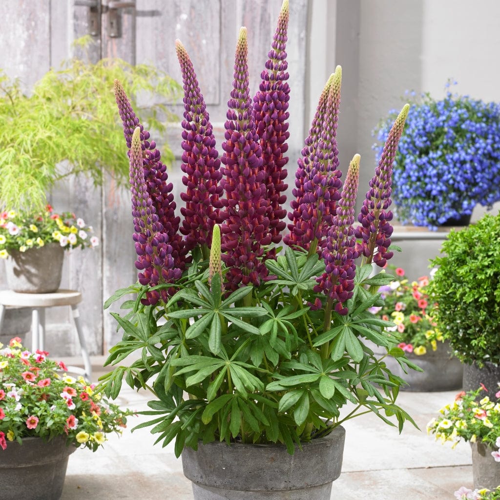Lupin West Country 'Masterpiece'