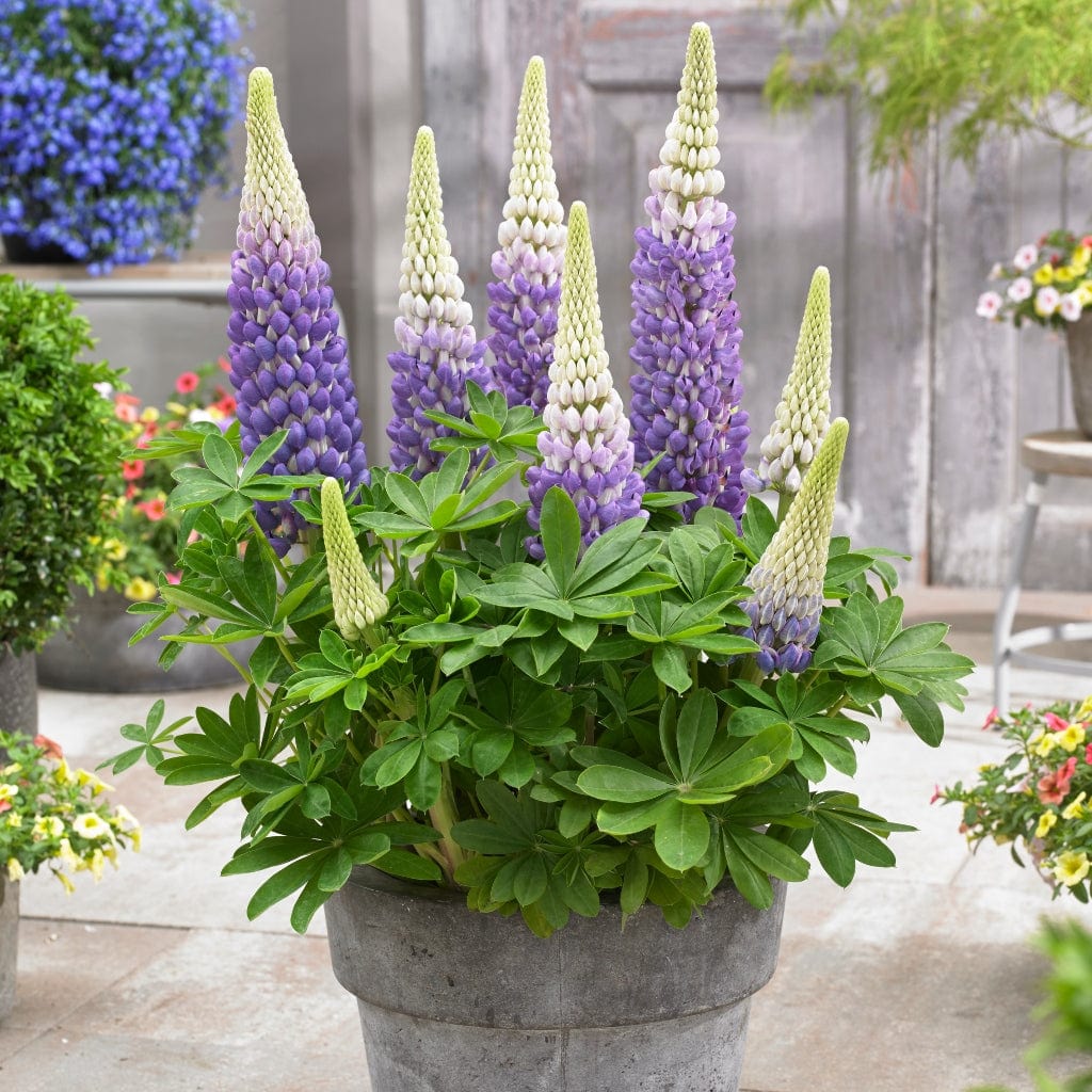 Lupin West Country 'Persian Slipper'