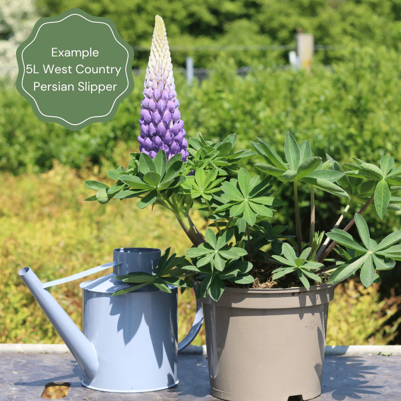 Lupin West Country 'Persian Slipper' - Image 3