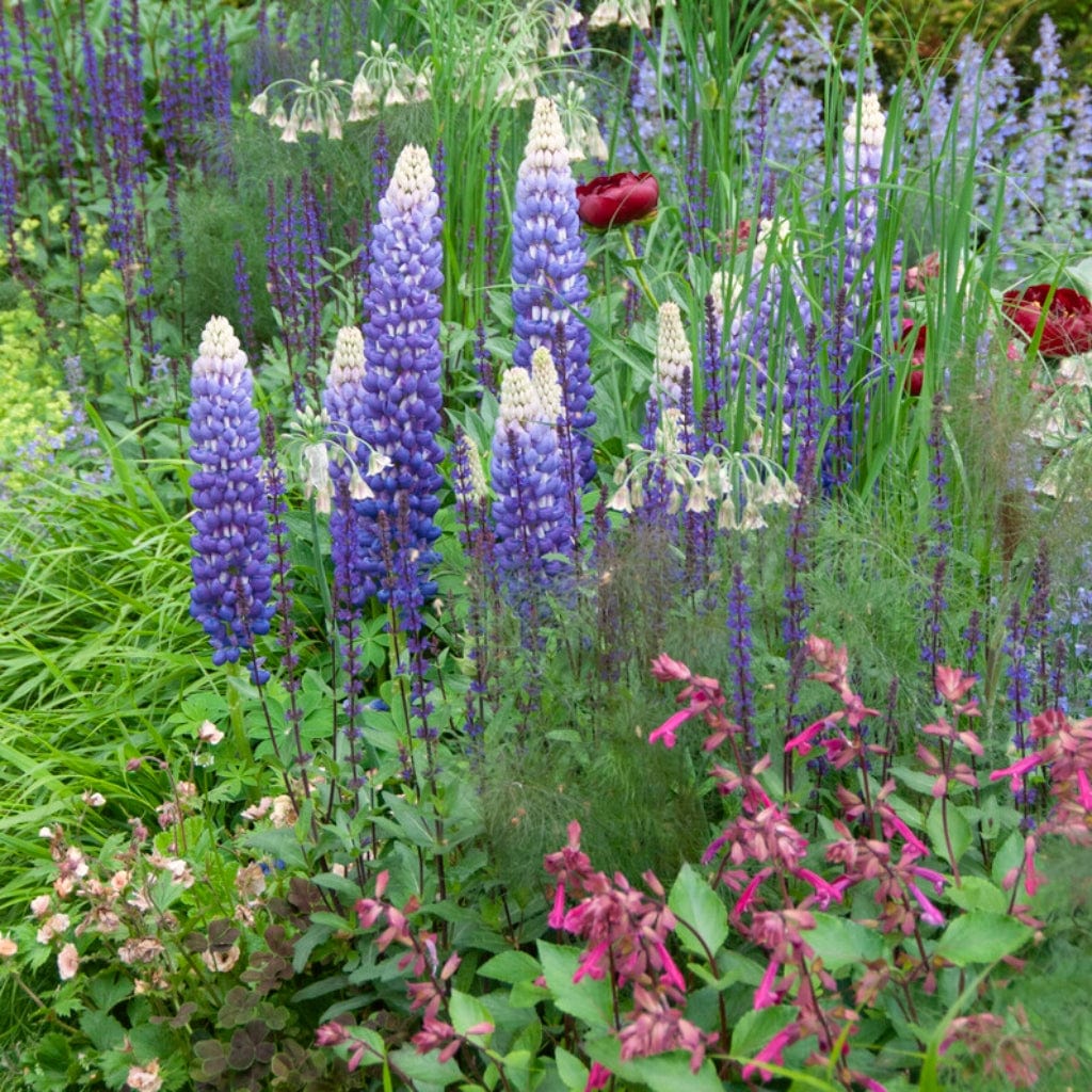Lupin West Country 'Persian Slipper' - Image 4