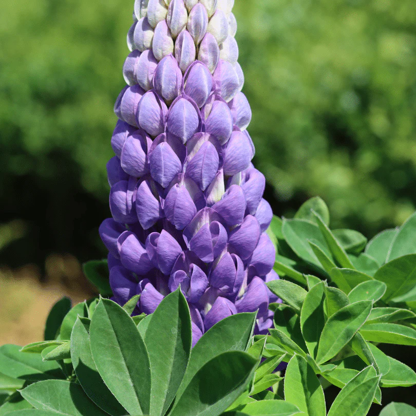 Lupin West Country 'Persian Slipper' - Image 5