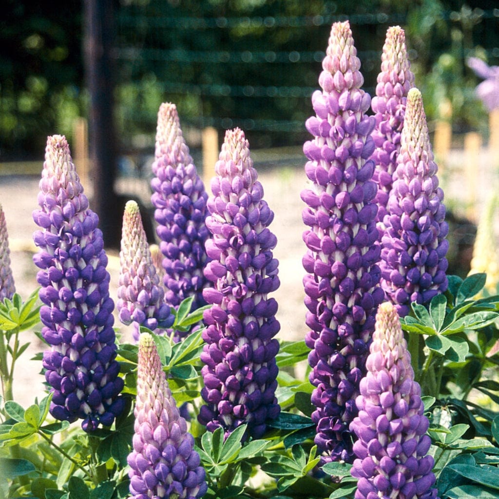 Lupin West Country 'Persian Slipper' - Image 6
