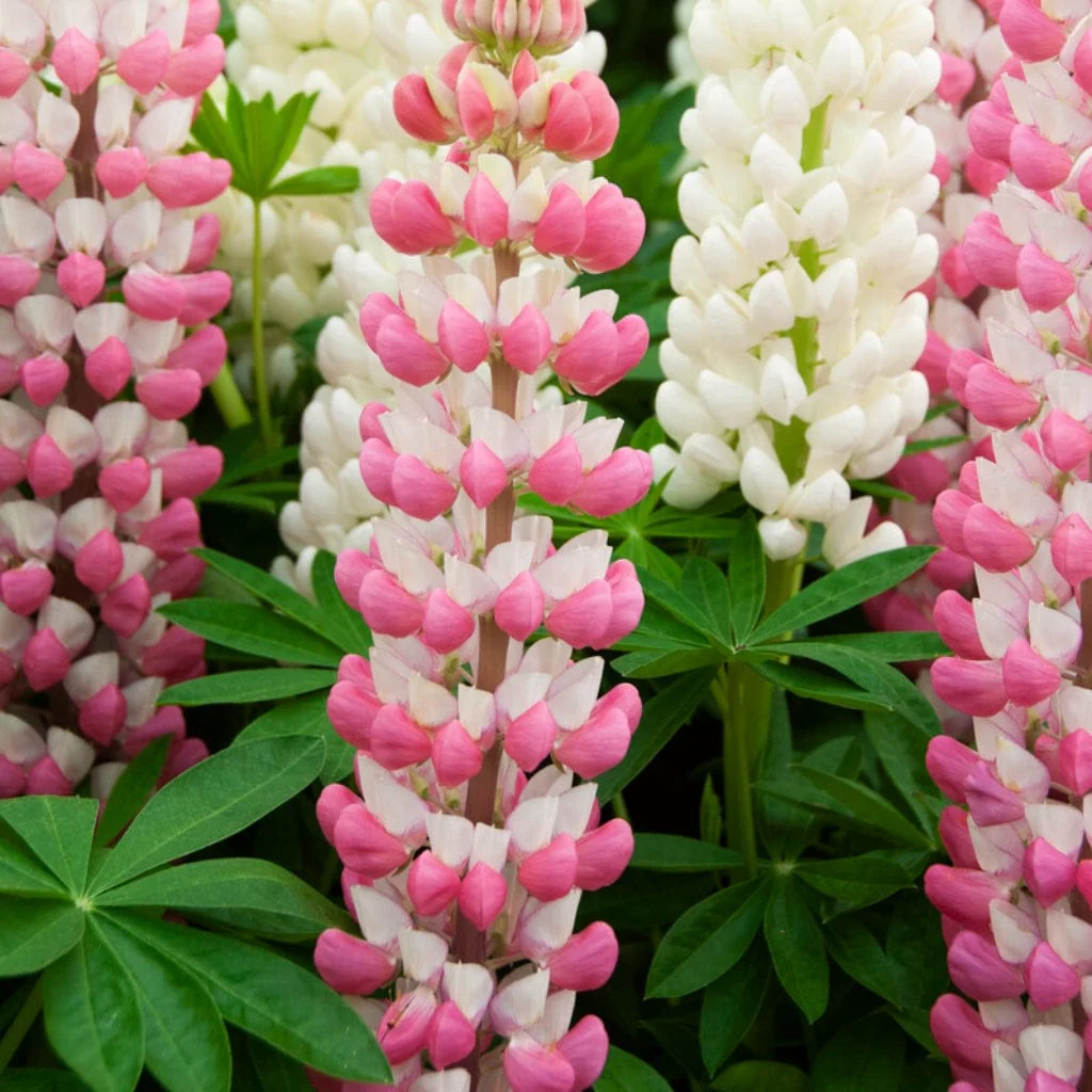 Lupin West Country 'Rachel de Thame'