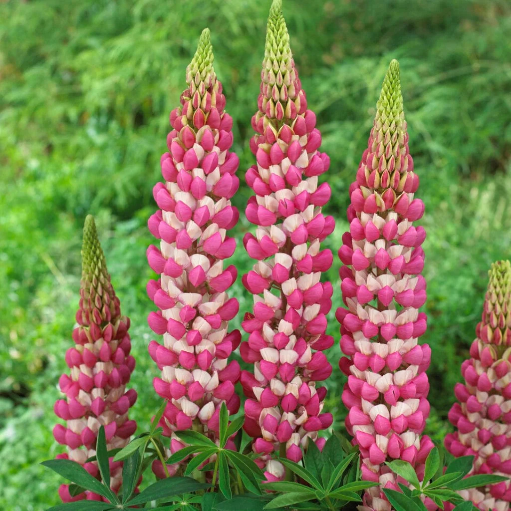 Lupin West Country 'Rachel de Thame' - Image 2