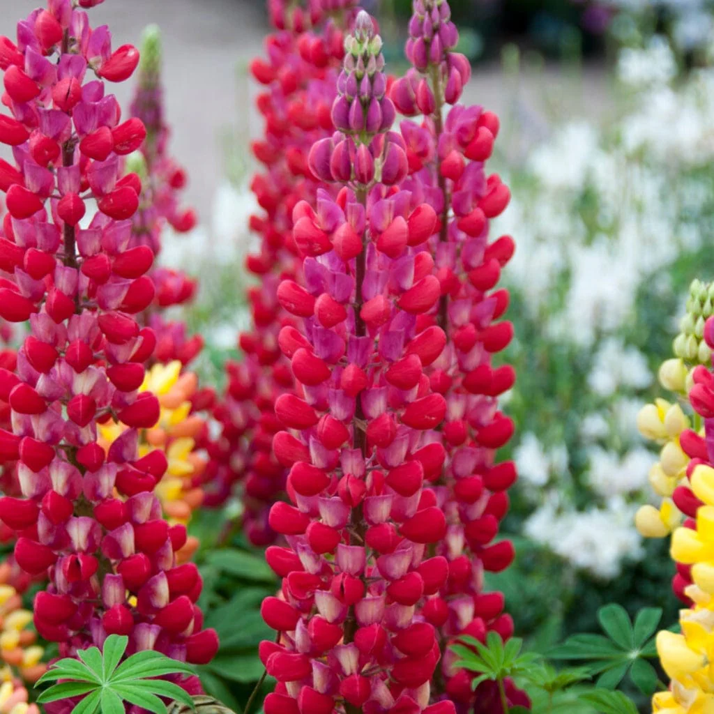Lupin West Country 'Red Rum'