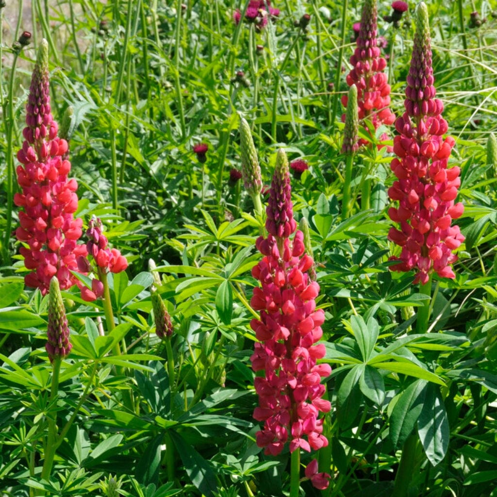 Lupin West Country 'Red Rum' - Image 2