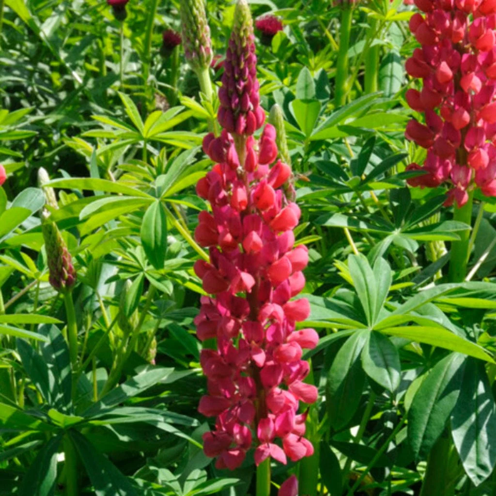 Lupin West Country 'Red Rum' - Image 3
