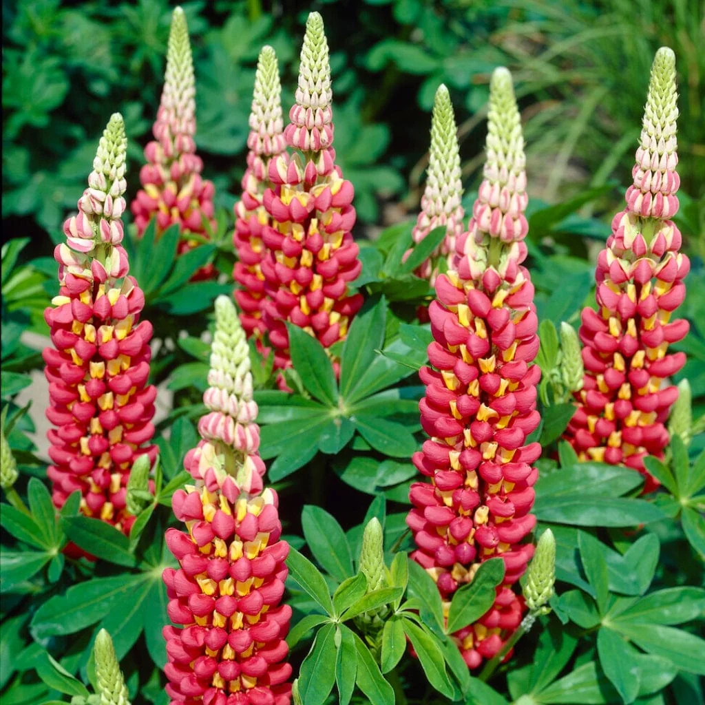 Lupin West Country 'Tequila Flame'