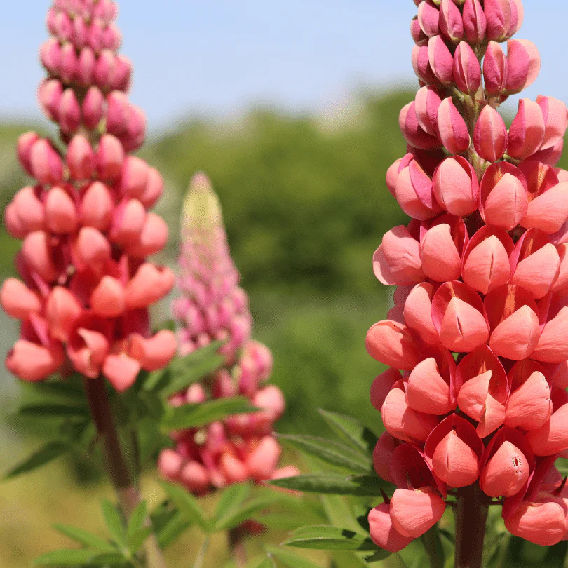 Lupin West Country 'Tequila Flame' - Image 4